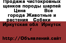 Продажа чистокровных щенков породы шарпей › Цена ­ 8 000 - Все города Животные и растения » Собаки   . Иркутская обл.,Иркутск г.